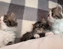 magnifiques chatons persan - Photo 4
