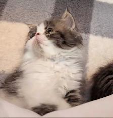 magnifiques chatons persan - Photo 5