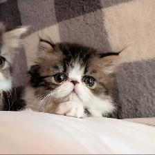 magnifiques chatons persan - Photo 6