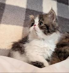 magnifiques chatons persan - Photo 7