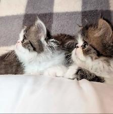 magnifiques chatons persan - Photo 8