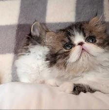 magnifiques chatons persan - Photo 9