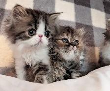 magnifiques chatons persan - Photo 10