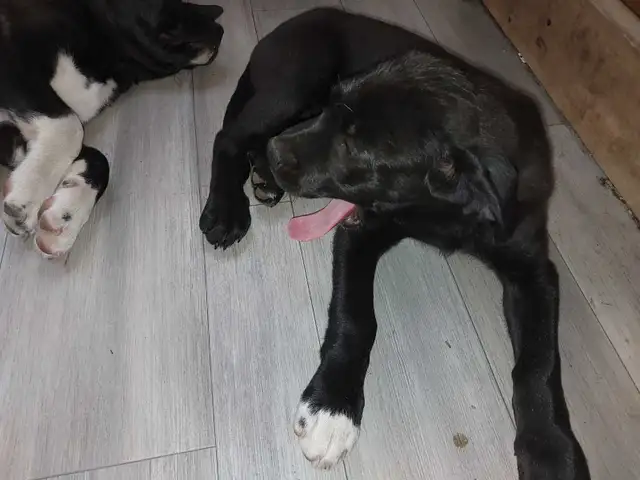 Rehoming masstif mix pups