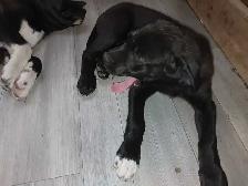 Rehoming masstif mix pups