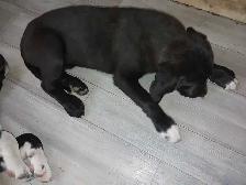 Rehoming masstif mix pups - Photo 2