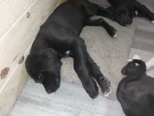 Rehoming masstif mix pups - Photo 3