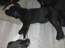 Rehoming masstif mix pups - Photo 4