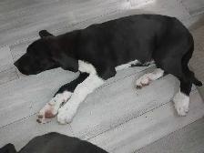 Rehoming masstif mix pups - Photo 5