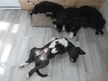 Rehoming masstif mix pups - Photo 6