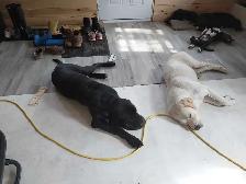 Rehoming masstif mix pups - Photo 7