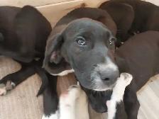 Rehoming masstif mix pups - Photo 8