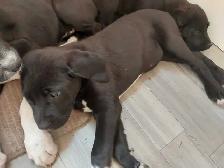 Rehoming masstif mix pups - Photo 9