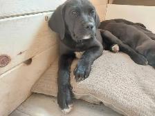 Rehoming masstif mix pups - Photo 10