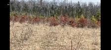 Farm land leasing - Photo 2