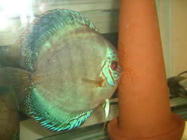 FOR SALE BREEDING PAIR DISCUS 6 TO6 7 INCH $400