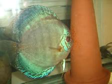 FOR SALE BREEDING PAIR DISCUS 6 TO6 7 INCH $400