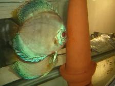 FOR SALE BREEDING PAIR DISCUS 6 TO6 7 INCH $400 - Photo 2