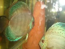 FOR SALE BREEDING PAIR DISCUS 6 TO6 7 INCH $400 - Photo 3