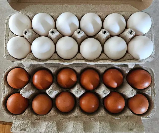 Farm Fresh Eggs