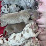 GORGEOUS PUREBRED AMERICAN PUPS