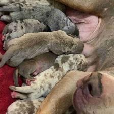 GORGEOUS PUREBRED AMERICAN PUPS - Photo 2