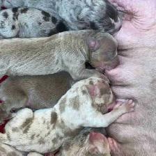 GORGEOUS PUREBRED AMERICAN PUPS - Photo 3