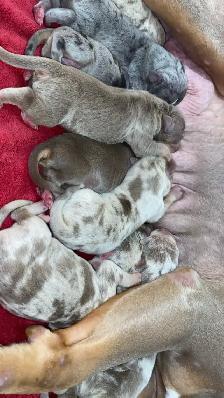 GORGEOUS PUREBRED AMERICAN PUPS - Photo 4
