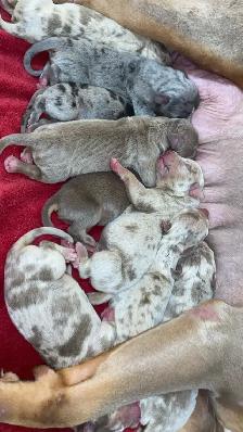 GORGEOUS PUREBRED AMERICAN PUPS - Photo 5
