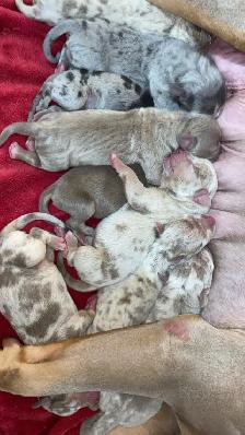 GORGEOUS PUREBRED AMERICAN PUPS - Photo 6