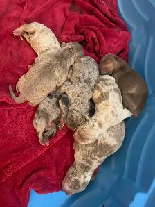 GORGEOUS PUREBRED AMERICAN PUPS - Photo 7