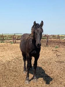 Percheron  and grade horses