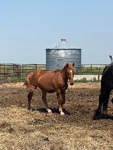 Percheron  and grade horses - Photo 2