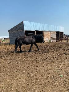Percheron  and grade horses - Photo 3