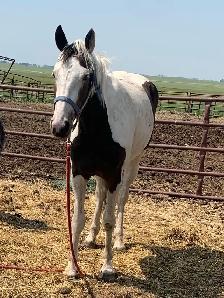 Percheron  and grade horses - Photo 4