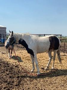 Percheron  and grade horses - Photo 5
