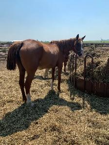 Percheron  and grade horses - Photo 6