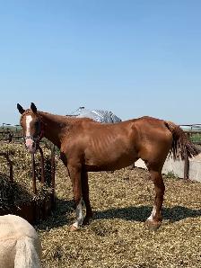 Percheron  and grade horses - Photo 7
