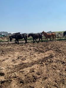 Percheron  and grade horses - Photo 8