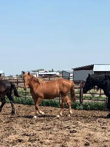 Percheron  and grade horses - Photo 9