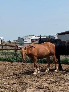 Percheron  and grade horses - Photo 10