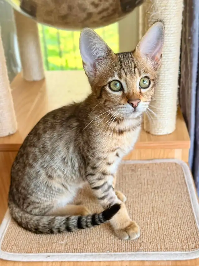 chaton Savannah F4SBT/F7SBT enregistrement TICA