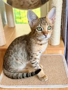 chaton Savannah F4SBT/F7SBT enregistrement TICA