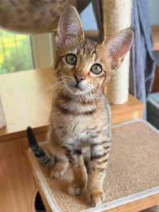 chaton Savannah F4SBT/F7SBT enregistrement TICA - Photo 2