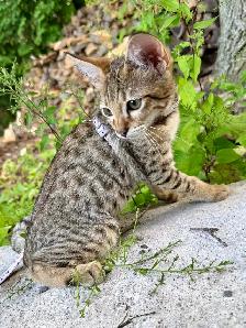 chaton Savannah F4SBT/F7SBT enregistrement TICA - Photo 3