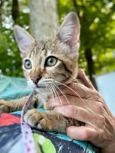 chaton Savannah F4SBT/F7SBT enregistrement TICA - Photo 4