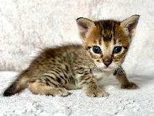 chaton Savannah F4SBT/F7SBT enregistrement TICA - Photo 6