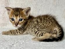 chaton Savannah F4SBT/F7SBT enregistrement TICA - Photo 7