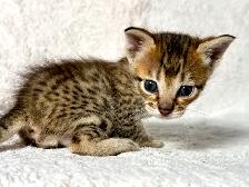 chaton Savannah F4SBT/F7SBT enregistrement TICA - Photo 8