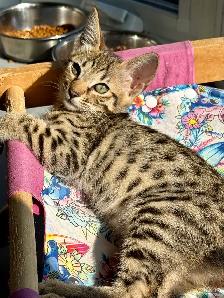 chaton Savannah F4SBT/F7SBT enregistrement TICA - Photo 10